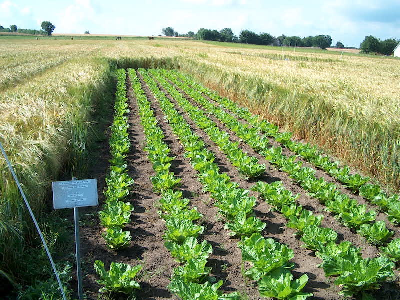 GLP field trial