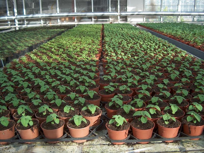 Greenhouse field trial