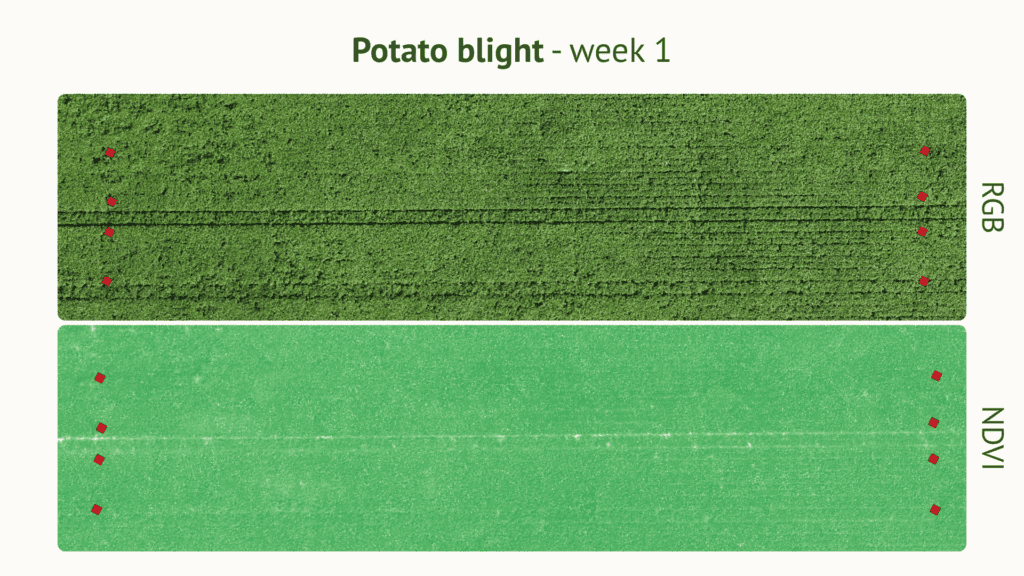 RGB vs NDVI drone imagery showing potato blight development week 1, EU North Zone field trial
