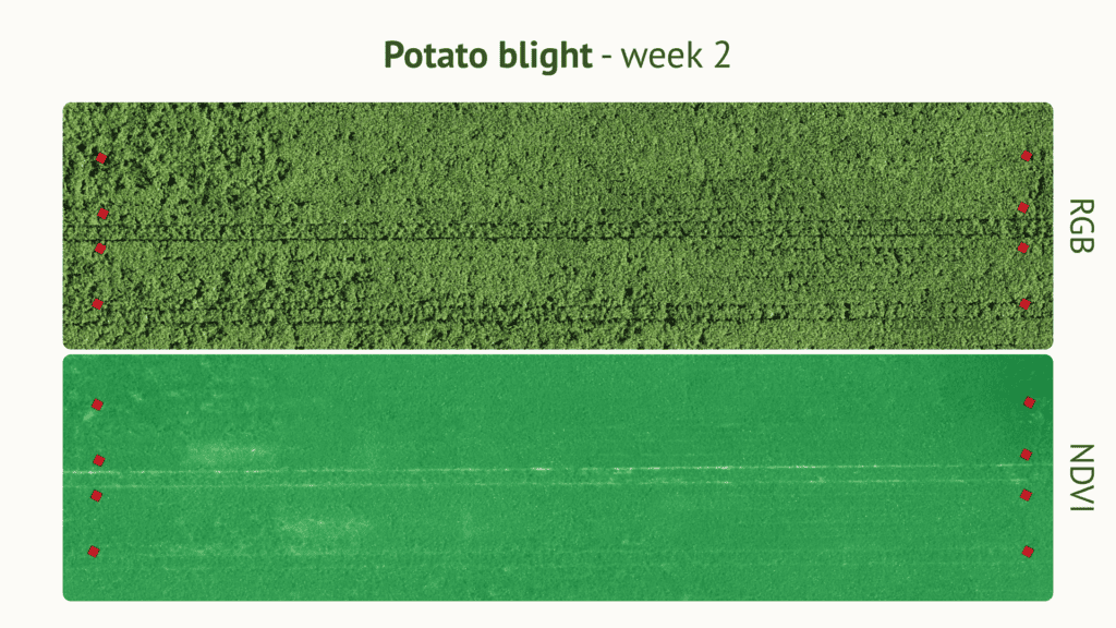 RGB vs NDVI drone imagery showing potato blight development week 2, EU North Zone field trial