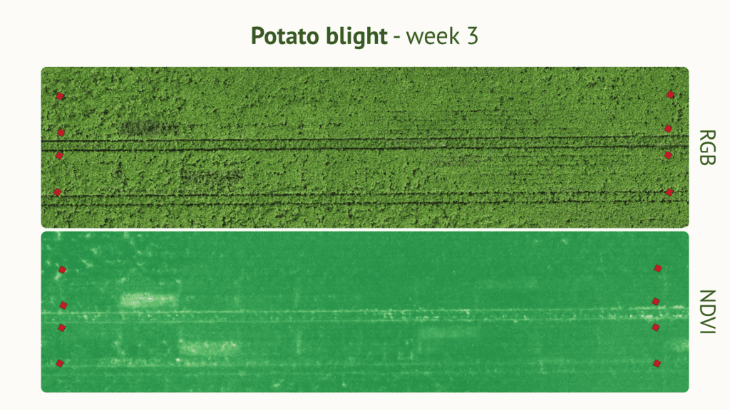 RGB vs NDVI drone imagery showing potato blight development week 3, EU North Zone field trial
