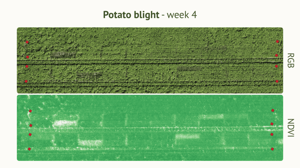 RGB vs NDVI drone imagery showing potato blight development week 4, EU North Zone field trial