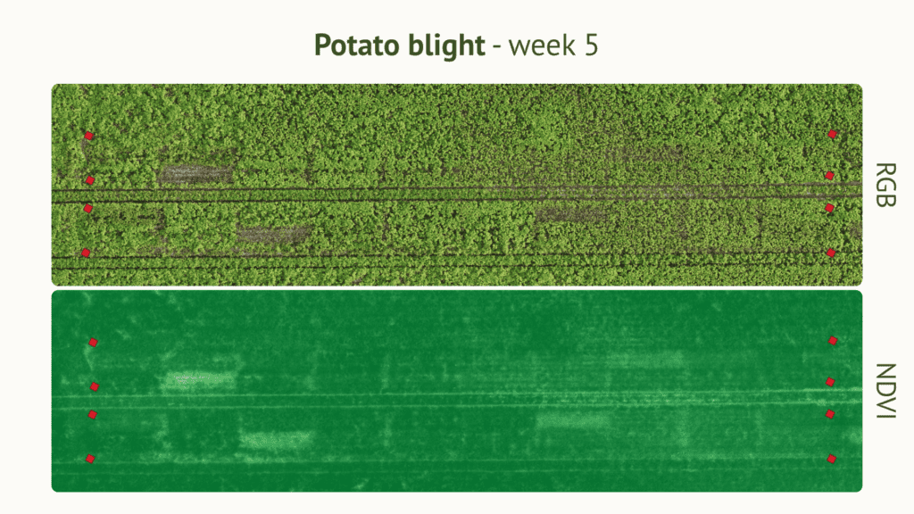 RGB vs NDVI drone imagery showing potato blight development week 5, EU North Zone field trial