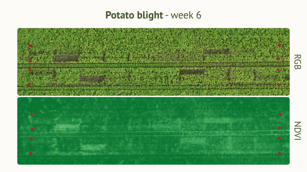 RGB vs NDVI drone imagery showing potato blight development week 6, EU North Zone field trial
