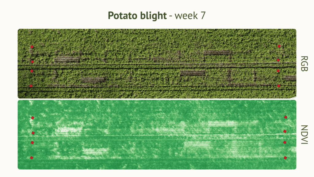 RGB vs NDVI drone imagery showing potato blight development week 7, EU North Zone field trial