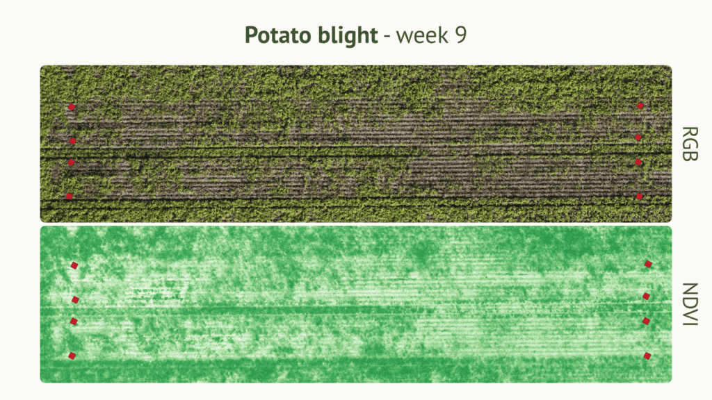 RGB vs NDVI drone imagery showing potato blight development week 9, EU North Zone field trial